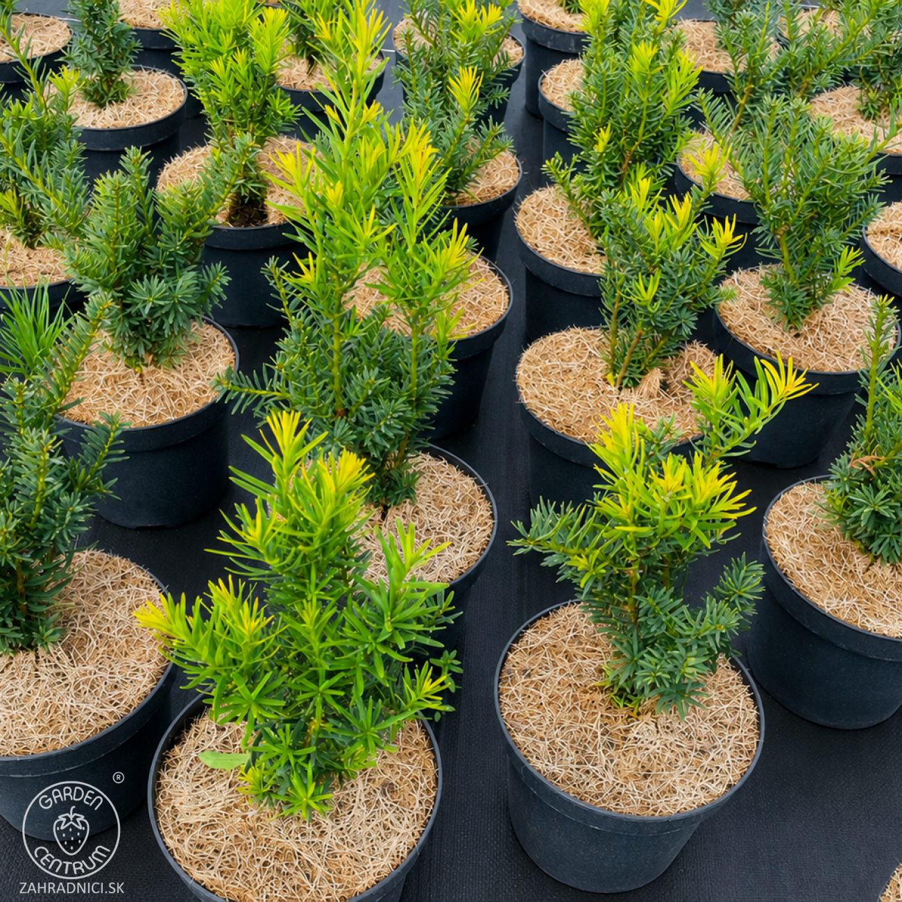 Obrázok Tis obyčajný (Taxus x media) ´FARMEN´ - výška 20-30 cm, kont. C2L